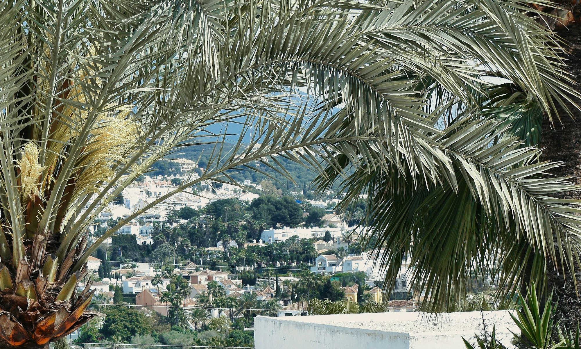 Palm trees framing a view over the white-washed pueblo of Mijas on the Costa del Sol